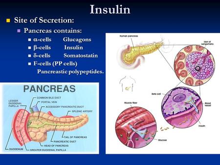 Insulin Site of Secretion: Site of Secretion: Pancreas contains: Pancreas contains:  -cells Glucagons  -cells Glucagons  -cells Insulin  -cells Insulin.