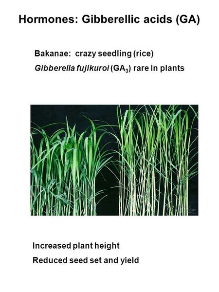 Hormones: Gibberellic acids (GA) Bakanae: crazy seedling (rice) Gibberella fujikuroi (GA 3 ) rare in plants Increased plant height Reduced seed set and.