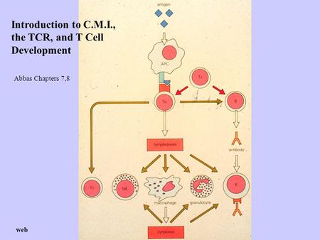Introduction to C.M.I., the TCR, and T Cell Development web Abbas Chapters 7,8.