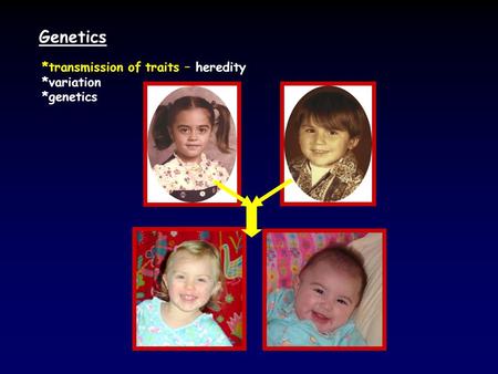 Genetics *transmission of traits – heredity *variation *genetics.