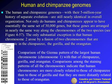 Genetica per Scienze Naturali a.a. 05-06 prof S. Presciuttini Human and chimpanzee genomes The human and chimpanzee genomes—with their 5-million-year history.