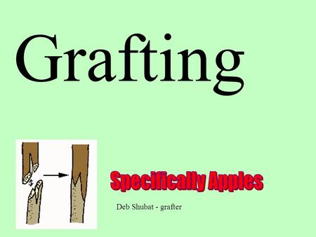 Grafting Deb Shubat - grafter. History Earliest evidence of grafting recorded on tablets were found in Mesopotamia at Mari 3800 years ago.
