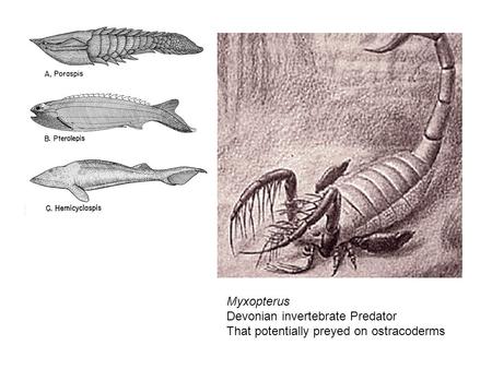 Myxopterus Devonian invertebrate Predator That potentially preyed on ostracoderms.