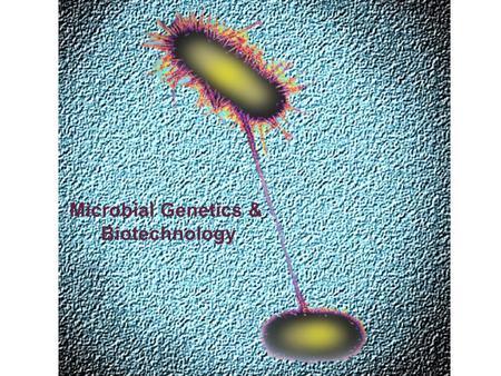 Microbial Genetics & Biotechnology. Figure 10.CO: A corn field © Birgit Sommer/ShutterStock, Inc.