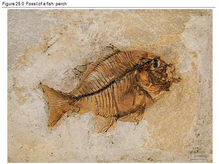 Figure 25.0 Fossil of a fish: perch. Figure 25.1 A gallery of fossils.