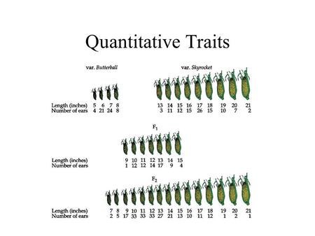 Quantitative Traits. Quantitative Traits Distribution of Corn Ear Lengths.