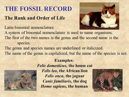 THE FOSSIL RECORD The Rank and Order of Life Latin binomial nomenclature A system of binomial nomenclature is used to name organisms. The first of the.