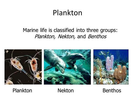 Plankton Marine life is classified into three groups: Plankton, Nekton, and Benthos Plankton Nekton Benthos.