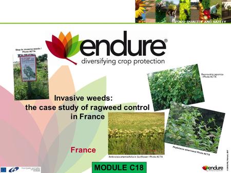 © ENDURE, February 2007 FOOD QUALITY AND SAFETY © ENDURE, February 2007 FOOD QUALITY AND SAFETY Invasive weeds: the case study of ragweed control in France.