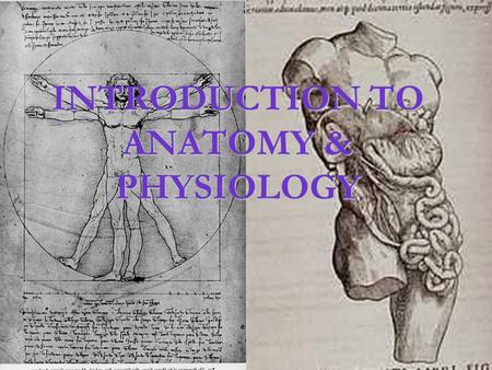 INTRODUCTION TO ANATOMY & PHYSIOLOGY