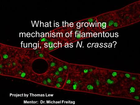 What is the growing mechanism of filamentous fungi, such as N. crassa? Project by Thomas Lew Mentor: Dr. Michael Freitag.