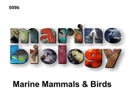 009b Marine Mammals & Birds.