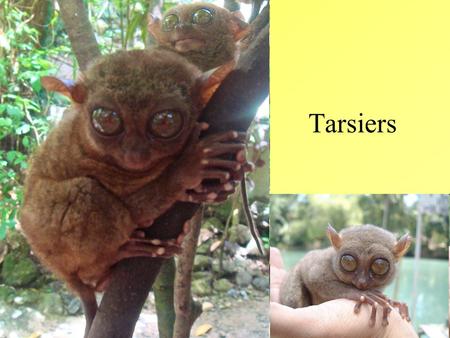 Tarsiers. Fast Facts Genus Tarsius, 9 species Longest continuous fossil record of any primate genus 45 million years Small animals with enormous eyes.