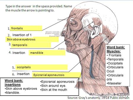 frontalis Insertion of 1 Skin above eyebrows temporalis Word bank: