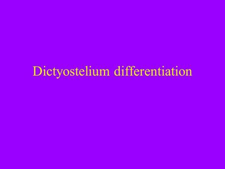Dictyostelium differentiation. Announcements *next two lab. sessions are Dictyostelium…. *we will meet next week to update on our experiment and take.