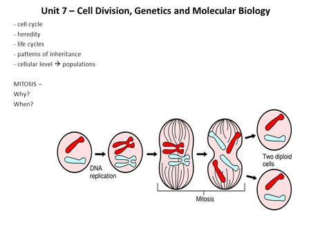 Unit 7 – Cell Division, Genetics and Molecular Biology - cell cycle - heredity - life cycles - patterns of inheritance - cellular level  populations MITOSIS.