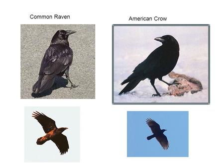 Common Raven American Crow. Pygmy NuthatchMountain Chickadee.