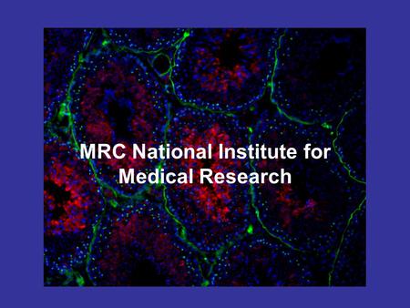 MRC National Institute for Medical Research. Outline of talk Who am I? What do I study? What does my work involve? Further education and careers in science.