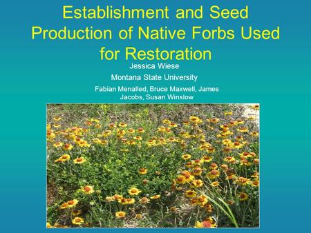 Establishment and Seed Production of Native Forbs Used for Restoration Jessica Wiese Montana State University Fabian Menalled, Bruce Maxwell, James Jacobs,