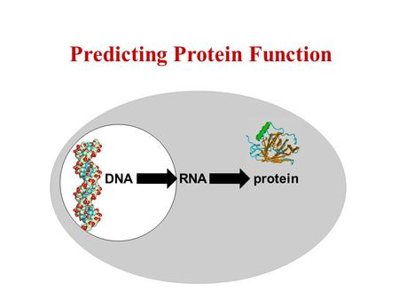 Protein RNA DNA Predicting Protein Function. Biochemical function (molecular function) What does it do? Kinase??? Ligase??? Page 245.