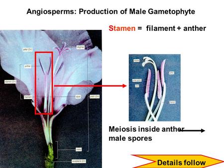 Angiosperms: Production of Male Gametophyte