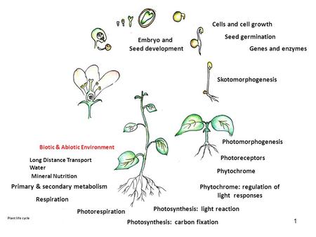 Phytochrome: regulation of