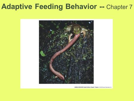 Adaptive Feeding Behavior -- Chapter 7. The Truth of Life All animals consume food and are potential food for others These two facts shape behavior Efficient.