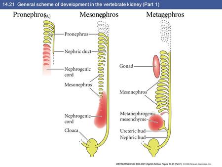 14.21 General scheme of development in the vertebrate kidney (Part 1)