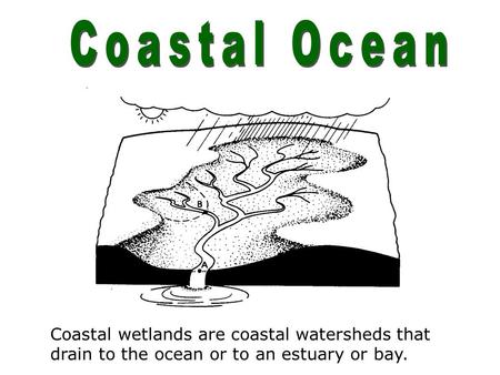 Coastal wetlands are coastal watersheds that drain to the ocean or to an estuary or bay.