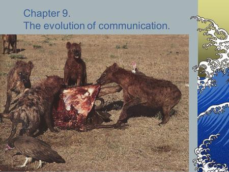 Chapter 9. The evolution of communication.. Hyena social behavior Hyenas live in social groups called clans. Clan members defend a territory and hunt.