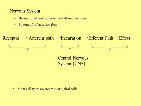 Receptor Afferent path Integration Efferent Path Effect