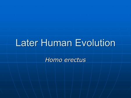Later Human Evolution Homo erectus.