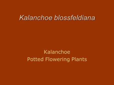 Kalanchoe blossfeldiana
