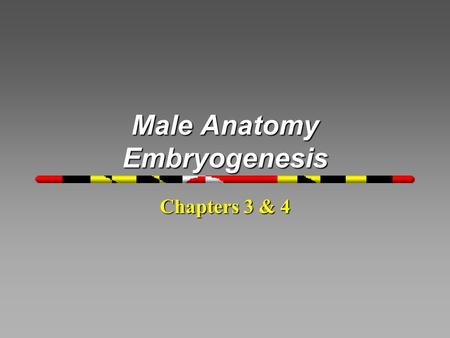 Male Anatomy Embryogenesis Chapters 3 & 4. Seminiferous Tubules ComponentsComponents EpitheliumEpithelium Sertoli cellsSertoli cells developing germ cellsdeveloping.
