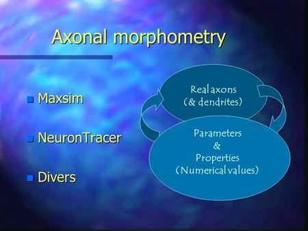 Axonal morphometry n Maxsim n NeuronTracer n Divers Real axons (& dendrites) Parameters & Properties (Numerical values)