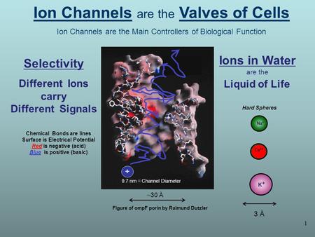 1 Ion Channels are the Valves of Cells Ion Channels are the Main Controllers of Biological Function Chemical Bonds are lines Surface is Electrical Potential.