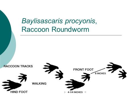 Baylisascaris procyonis, Raccoon Roundworm. Classification Raccoon Roundworm KingdomAnimalia PhylumNemathelminthes ClassNematoda OrderAscaridida FamilyAscarididae.