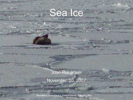 Sea Ice Bearded seals on the ice, Pribilof Islands, February 2007 Joan Pravatiner November 20, 2007.