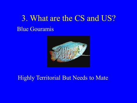 Blue Gouramis Highly Territorial But Needs to Mate 3. What are the CS and US?