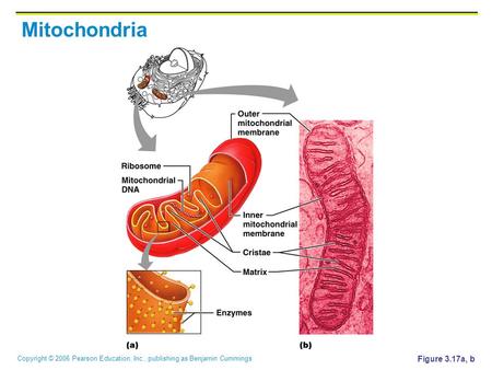 Copyright © 2006 Pearson Education, Inc., publishing as Benjamin Cummings Mitochondria Figure 3.17a, b.
