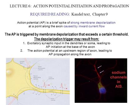 LECTURE 6: ACTION POTENTIAL INITIATION AND PROPAGATION