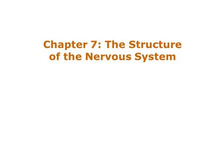 Chapter 7: The Structure of the Nervous System