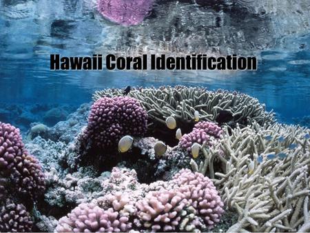 Hawaii Coral Identification. Stony Corals- hermatypic Phylum Cnidaria Class Anthozoa Subclass Hexacorallia Subclass Hexacorallia Order Scleractinia Family.