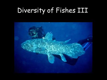 Diversity of Fishes III. Phylum Chordata –Superclass Agnatha Class Pteraspidomorphi † Class Myxini (?) Class Cephalaspidomorphi –Superclass Gnathostomata.