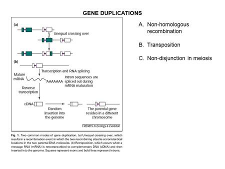 GENE DUPLICATIONS A.Non-homologous recombination B.Transposition C.Non-disjunction in meiosis.