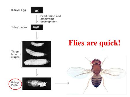 Flies are quick!. The fly body plan: each segment has a unique identity and produces distinctive structures 3 head 3 thorax 8 abdomen.