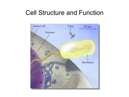 Cell Structure and Function. Why are cells small?