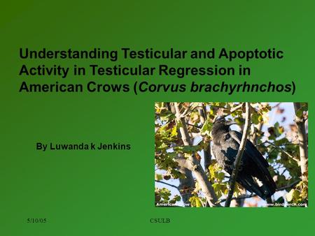 5/10/05CSULB Understanding Testicular and Apoptotic Activity in Testicular Regression in American Crows (Corvus brachyrhnchos) By Luwanda k Jenkins.