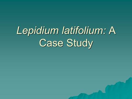 Lepidium latifolium: A Case Study. What is Lepidium Latifolium?:  Semi-woody plant that grows in dense masses of erect stems  Grows 1-3ft tall, but.