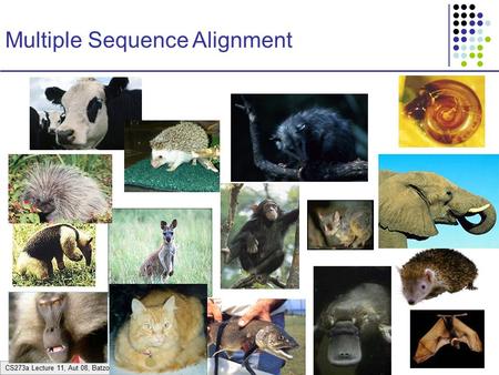 CS273a Lecture 11, Aut 08, Batzoglou Multiple Sequence Alignment.